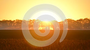 Beautiful glowing golden sunrise over cornfield and trees, rural agriculture landscape.