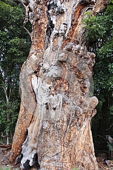 Beautiful Gnarled Gum Tree