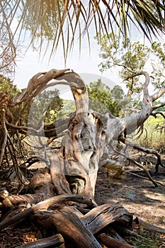 Gnarly tree in the swamplands photo
