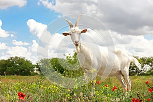 Beautiful goat in field. Animal husbandry