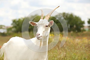 Beautiful goat in field. Animal husbandry