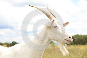 Beautiful goat in field, closeup. Animal husbandry