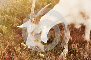 Beautiful goat grazing in field on sunny day. Animal husbandry