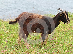 Hermoso cabras en libertad comer césped de a montana 