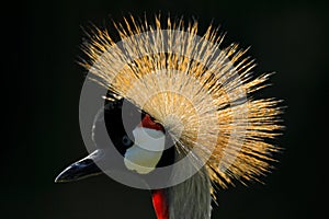 Beautiful gold bird crest. Art image of bird. Grey crowned crane, Balearica regulorum, with dark background. Sunset in nature.