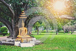 Beautiful gold color Buddha statue sitting under bodhi tree with sun light background, copy space photo