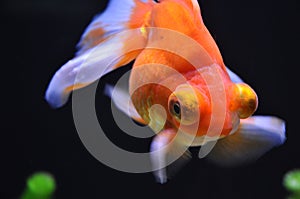 A beautiful gold fish