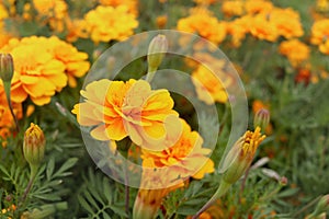 Beautiful gold marigold flower blooming on plant in garden, yellow flower blooming in the field, beautiful vivid natural summer