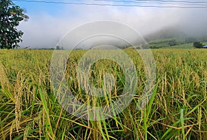 Beautiful gold rice field, rice terrace