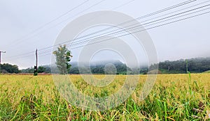 Beautiful gold rice field, rice terrace