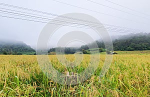 Beautiful gold rice field, rice terrace