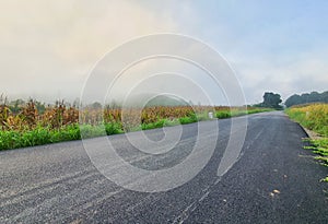 Beautiful gold rice field, road in countryside