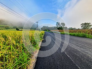 Beautiful gold rice field, road in countryside