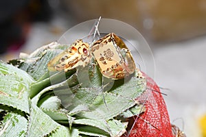 beautiful gold rings for groom and bridal photo