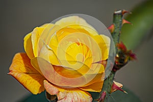 Beautiful gold rose in a garden flower