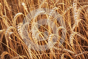 Beautiful Gold Rye on the Field on a Sunny Summer Day