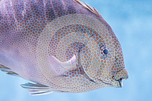 Beautiful Gold-Spotted Rabbitfish swimming in the Monterey Bay Aquarium, California, United States