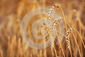 Beautiful Gold Wheat on the Field on a Sunny Summer Day