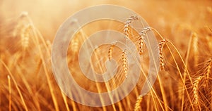 Beautiful Gold Wheat on the Field on a Sunny Summer Day