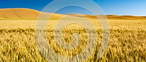 beautiful gold wheat fields ready for harvest in america photo