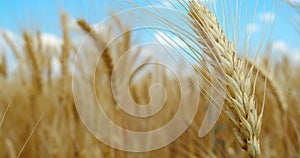 Beautiful gold wheat spike trembling in the wind, colorful footage, 4k