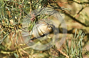 A beautiful Goldcrest Regulus regulus hunting for food high in a pine tree.