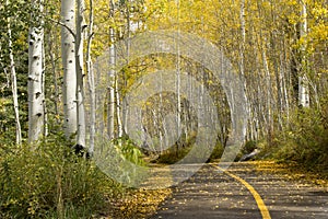 Beautiful Golden Aspen Tree Lined Path Near Vail C