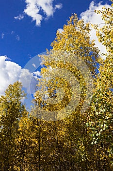 Beautiful golden Aspen trees changing color with a gorgeous cloudy blue fall sky.