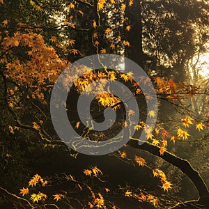 Beautiful golden Autumn leaves with bright backlighting from sun photo