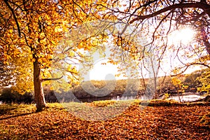 Beautiful, golden autumn scenery with trees and golden leaves in the sunshine in Scotland