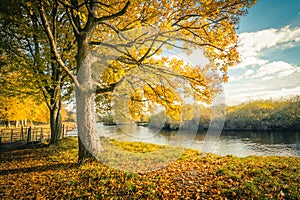 Beautiful, golden autumn scenery with trees and golden leaves in the sunshine in Scotland