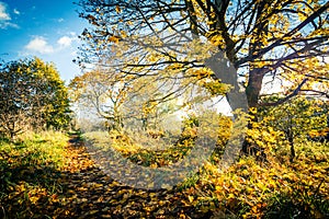 Beautiful, golden autumn scenery with trees and golden leaves in the sunshine in Scotland