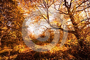 Beautiful, golden autumn scenery with trees and golden leaves in the sunshine in Scotland