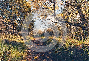 Beautiful, golden autumn scenery with trees and golden leaves in the sunshine in Scotland