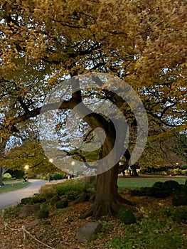 Beautiful golden autumn tree in York