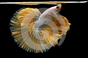 Beautiful golden betta fish fins like the princess\'s skirt fluttered gracefully in the moonlight in the night.