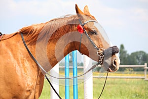 Beautiful golden chestnut horse portrait