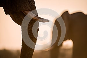 A beautiful golden close up portrait of an elephant`s tusk and trunk