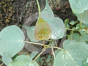 Beautiful golden color bhoo tree leave