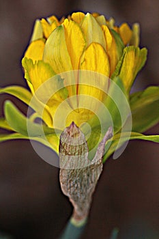 A beautiful golden daffodil