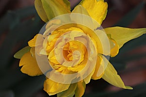 A beautiful golden daffodil