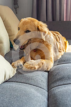 Beautiful golden dog chewing his tasty bone on sofa