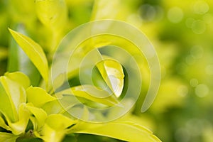 Beautiful golden duranta leaves pattern