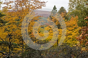 Beautiful golden fall color in the Superior National forest