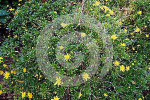 Beautiful golden flower on green grass. Daisy concept.