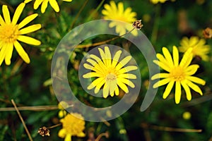 Beautiful golden flower on green grass. Daisy concept.