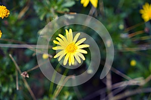 Beautiful golden flower on green grass. Daisy concept.