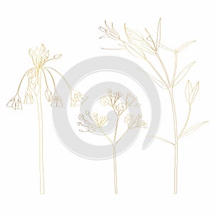 Beautiful golden flowers and herb branches isolated on white background. Hand-drawn contour line for greeting cards and invitation
