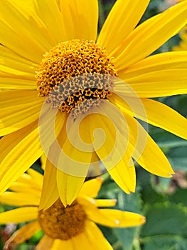 beautiful golden flowers, yellow flowers, yellow petals, pollen