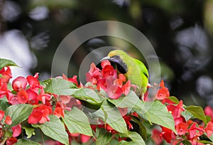 Beautiful Golden-fronted Leafbird (Chloropsis aurifrons)